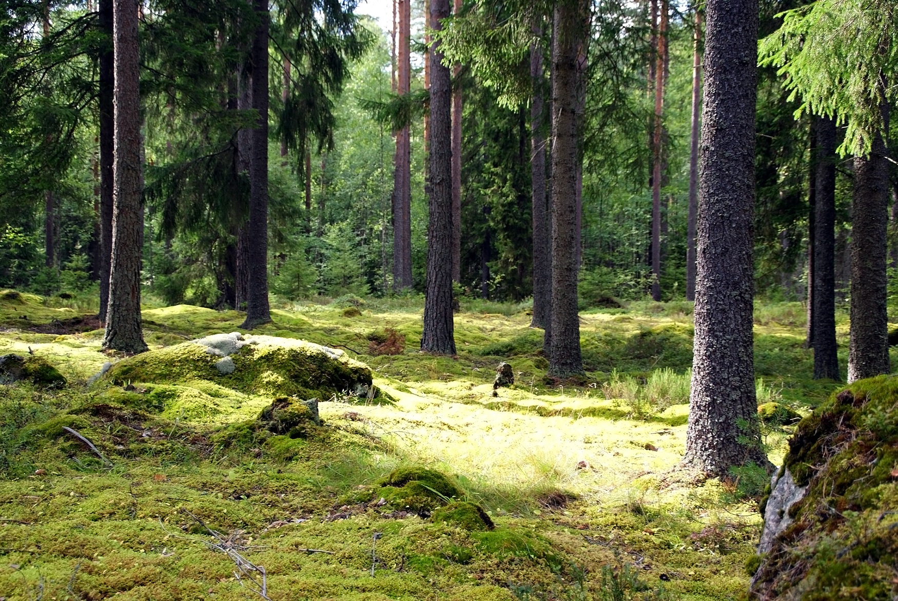 Suomalainen Liikkuu Luonnossa 140 Kertaa Vuodessa Parastasuomessa fi